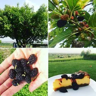 Le Bianchette Agriturismo E Fattoria Didattica Sommacampagna 0*,