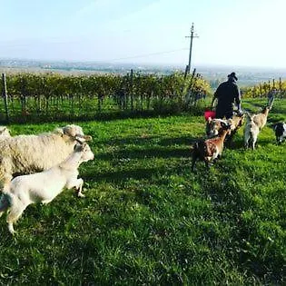 Le Bianchette Agriturismo E Fattoria Didattica Sommacampagna 0*,  Italien